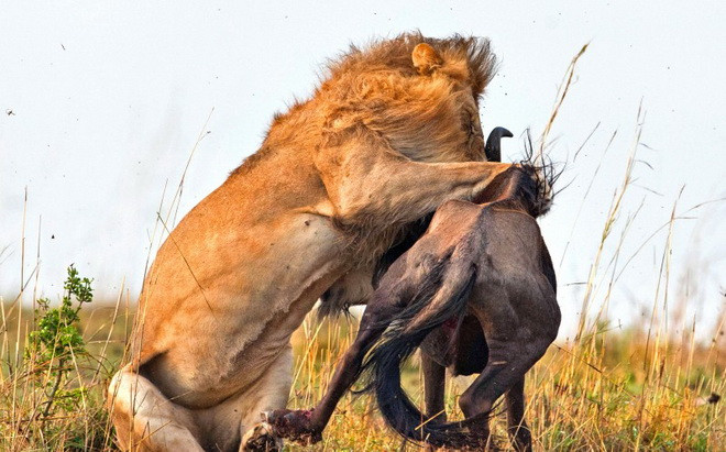 Linh dương đầu bò bị sư tử hạ gục trong vòng 60 giây ảnh 2