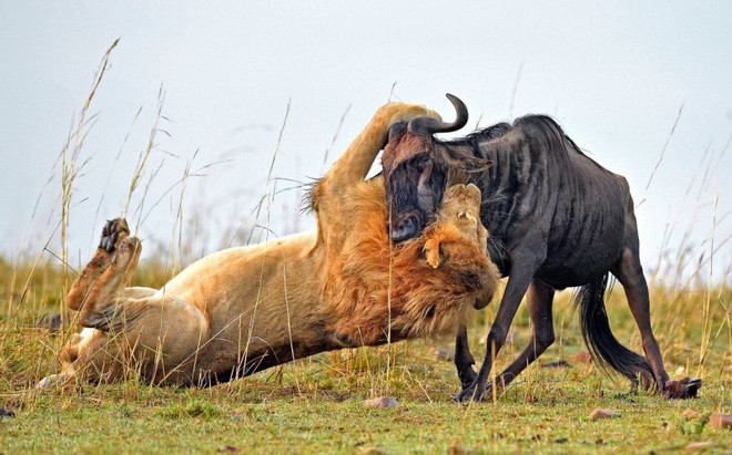 Linh dương đầu bò bị sư tử hạ gục trong vòng 60 giây ảnh 3