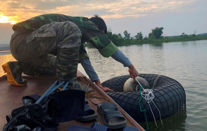 Phương pháp bẫy thủy sinh Chuyện về người đi tìm ‘hậu duệ’ cho loài rùa Hoàn Kiếm ảnh 5