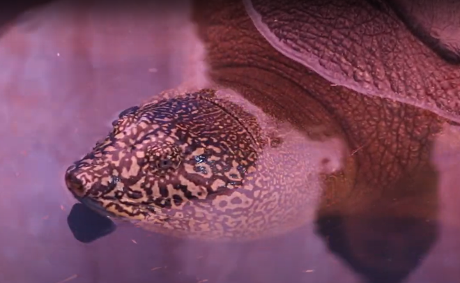 Chuyện về người đi tìm ‘hậu duệ’ cho loài rùa Hoàn Kiếm ảnh 12