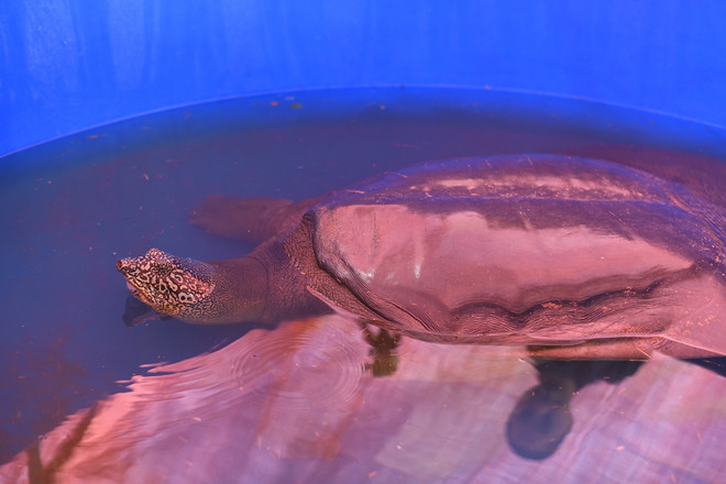 Chuyện về người đi tìm ‘hậu duệ’ cho loài rùa Hoàn Kiếm ảnh 9