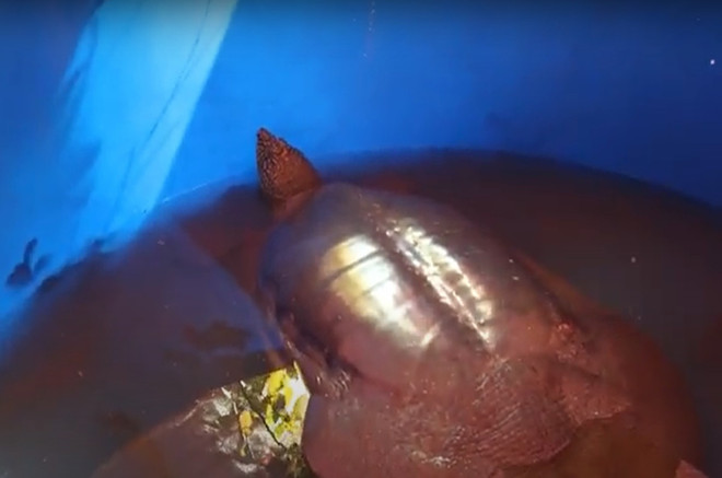 Chuyện về người đi tìm ‘hậu duệ’ cho loài rùa Hoàn Kiếm ảnh 11