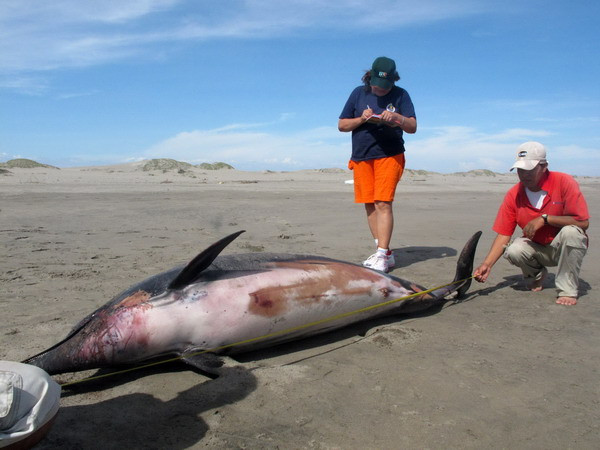 Cá heo chết hàng loạt tại Mỹ vì mắc virus sởi ở người ảnh 1