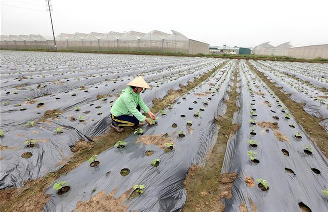 Áp dụng khoa học và công nghệ phát triển nông nghiệp bền vững ảnh 1