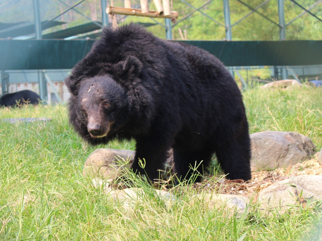 Quảng Ninh chính thức "xóa sổ" vấn nạn nuôi nhốt gấu lấy mật ảnh 1