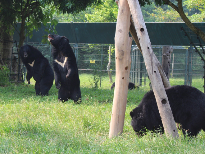 Quảng Ninh chính thức "xóa sổ" vấn nạn nuôi nhốt gấu lấy mật ảnh 2