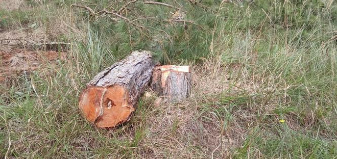 Xác định chủ mưu vụ lấn chiếm trái phép 1.250m2 đất rừng ở Đà Lạt ảnh 1