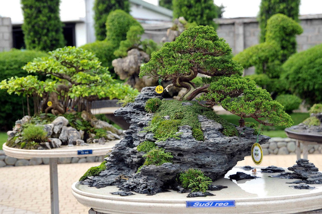 Khai mạc Lễ hội Bonsai châu Á-Thái Bình Dương năm 2015 ảnh 2