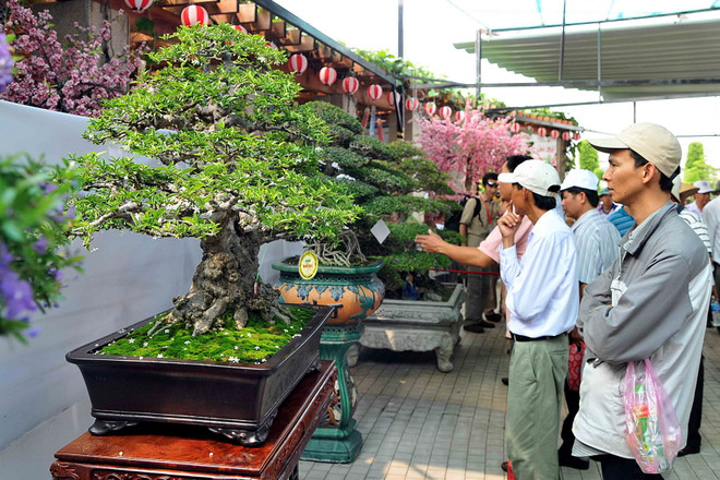 Khai mạc Lễ hội Bonsai châu Á-Thái Bình Dương năm 2015 ảnh 1