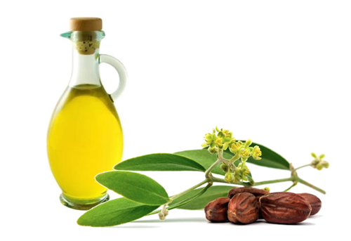 Những tác dụng kỳ diệu của dầu jojoba trong việc làm đẹp ảnh 1