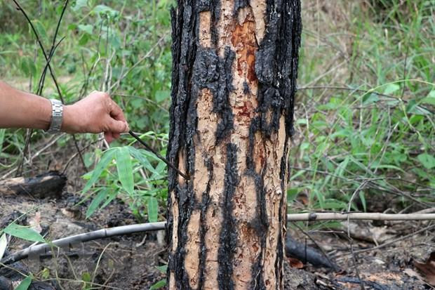 Vụ 10ha rừng thông bị hạ độc: Chủ rừng đơn độc, chính quyền kêu khó ảnh 2