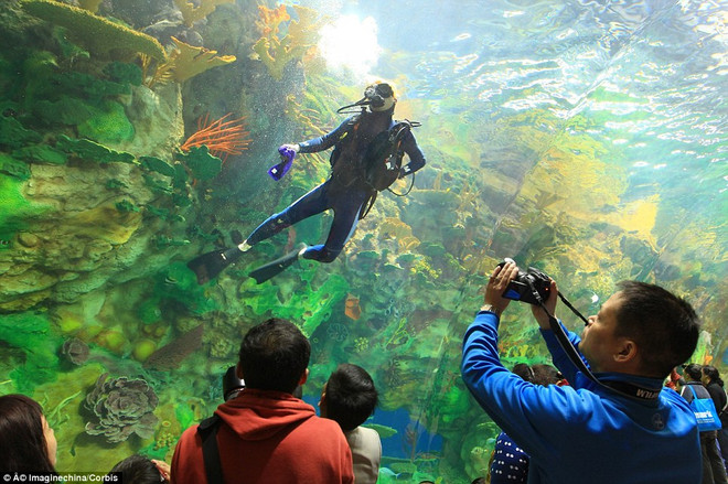 Thủy cung lớn nhất Trung Quốc giành 5 kỷ lục Guinness ảnh 3