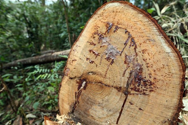 Kon Tum: Phát hiện khối lượng gỗ khai thác trái phép tại xã Đăk Pxi ảnh 1