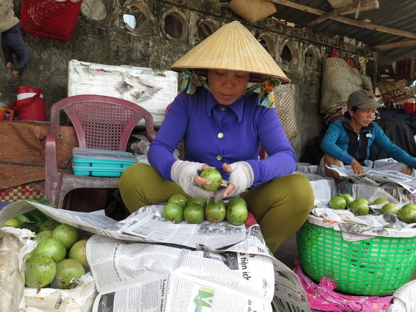 Tiểu thương chọn vú sữa giao cho khách hàng tại chợ trái cây Vĩnh Kim (Châu Thành, Tiền Giang). (Ảnh: Hồng Nhung/TTXVN) Trái vú sữa Tiền Giang trước cơ hội vàng xuất khẩu sang Mỹ ảnh 2