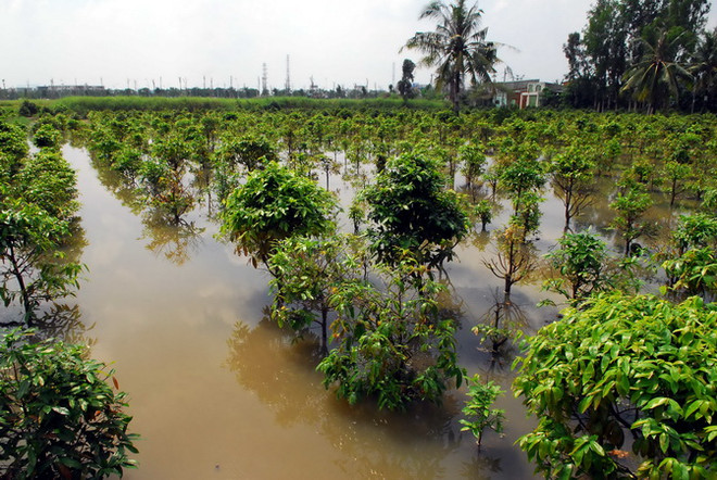 Mai ngập nước và nở sớm, các nhà vườn thất thu hàng tỷ đồng ảnh 1