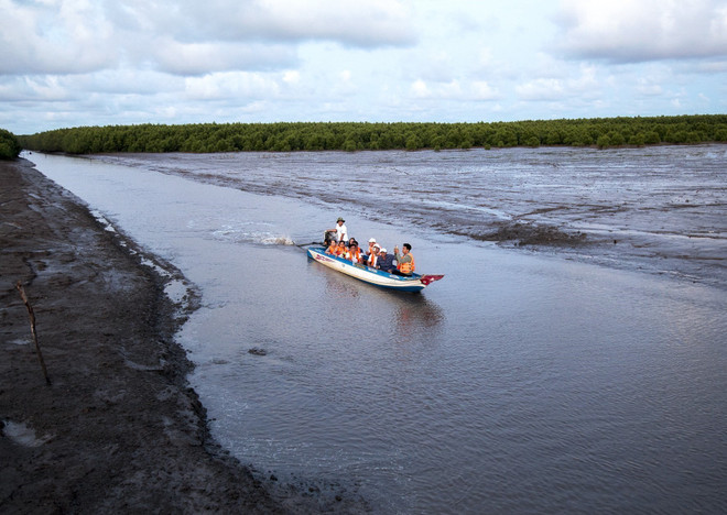 Khám phá những khu rừng ngập mặn tại vùng đất cực Nam Cà Mau ảnh 3