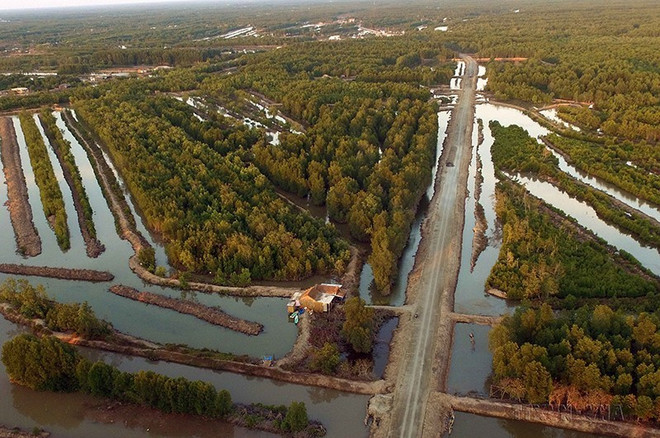 Khám phá những khu rừng ngập mặn tại vùng đất cực Nam Cà Mau ảnh 1