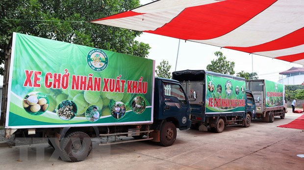 Xuất hành lô nhãn muộn Yên Thế đầu tiên sang thị trường Australia. (Ảnh: TTXVN phát) Việt Nam-Australia: Quan hệ song phương chuyển biến quan trọng về chất ảnh 2