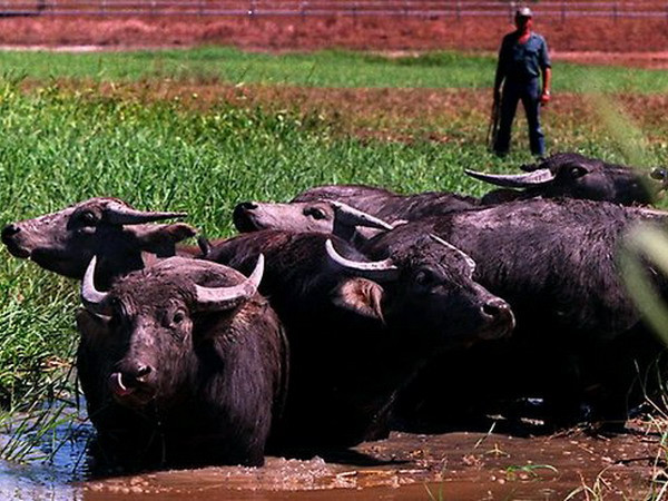 Australia nối lại xuất khẩu gia súc sống sang Ai Cập ảnh 1