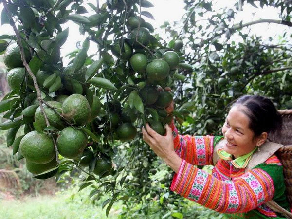 Khan hàng, giá cam sành Hậu Giang tăng cao kỷ lục ảnh 1