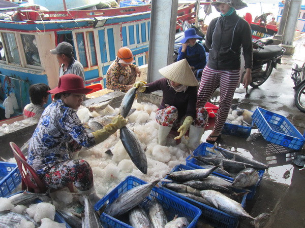 Ngư dân Khánh Hòa thu lợi cao nhờ sản lượng tăng, giá dầu giảm ảnh 1
