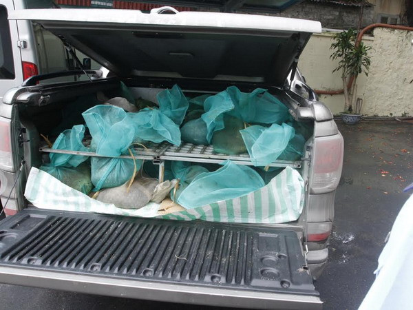 Quảng Ninh bắt giữ 220kg cá thể tê tê vận chuyển trái phép ảnh 1