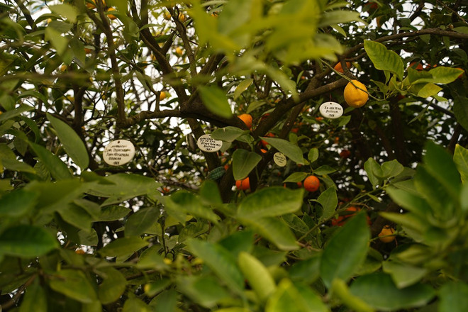 Cay huu nghi o Sochi2.jpg