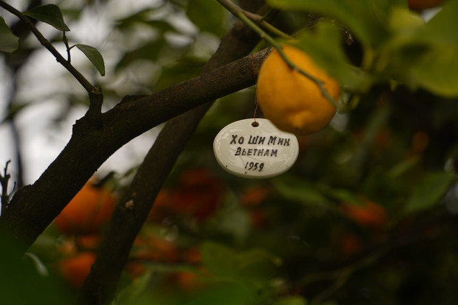 Cay huu nghi o Sochi23jpg.jpg