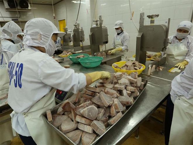 EC áp thẻ vàng: Cơ hội để Việt Nam phát triển nghề cá bền vững ảnh 3