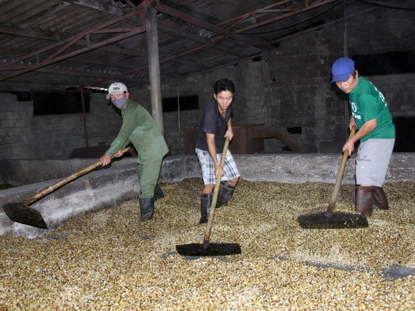 Đắk Lắk xử lý hàng chục cơ sở sản xuất, chế biến càphê bột "bẩn" ảnh 1