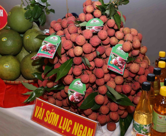 Chỉ dẫn địa lý giúp tăng giá trị quả vải thiểu Lục Ngạn, Bắc Giang. (Ảnh: Vũ Sinh/TTXVN) vai_thieu_luc_ngan.jpg