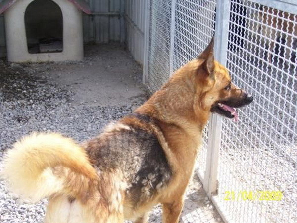 Một người đàn ông bị kết án tù và phạt nặng vì ngược đãi chó ảnh 1