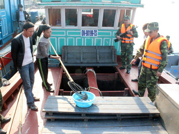 Bắt giữ 6 nghìn con cá song giống nhập lậu từ Trung Quốc ảnh 1