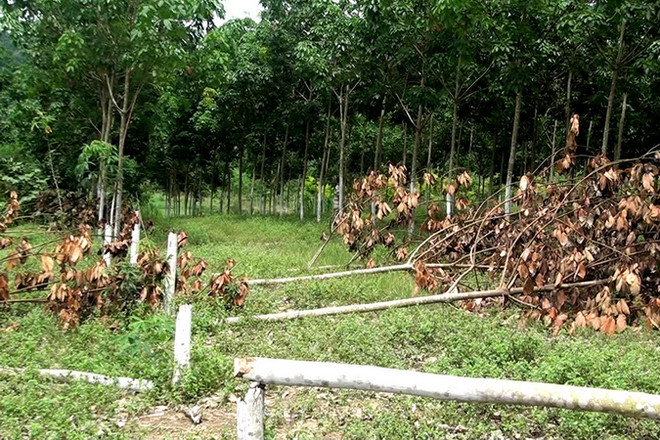 Hàng trăm cây cao su gần thu hoạch mủ bị kẻ xấu chặt phá ảnh 1