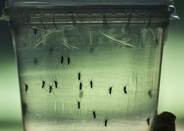 Mỹ bắt đầu thử nghiệm vắcxin ngừa virus Zika trên người ảnh 1