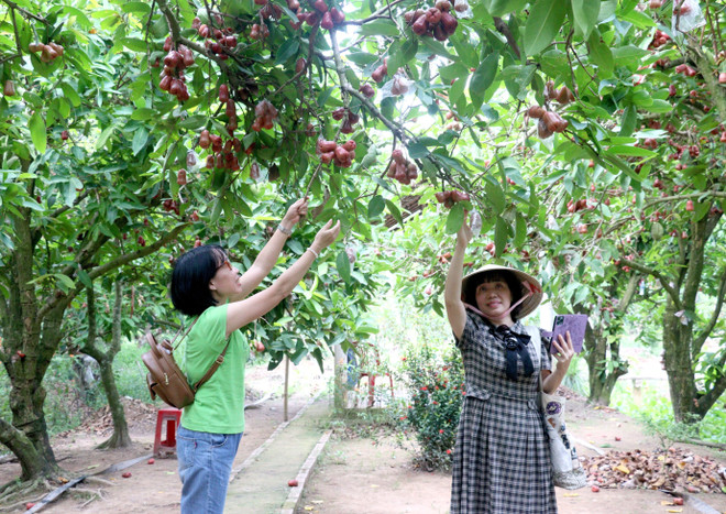 Vĩnh Long đưa nhiều điểm du lịch mới phục vụ du khách dịp lễ 30/4-1/5 ảnh 2