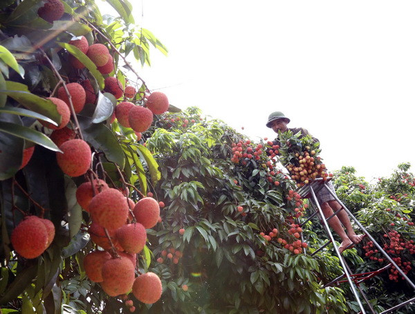 Mọng thơm trái vải thiều đặc sản Bát Trang đất Hải Phòng ảnh 1