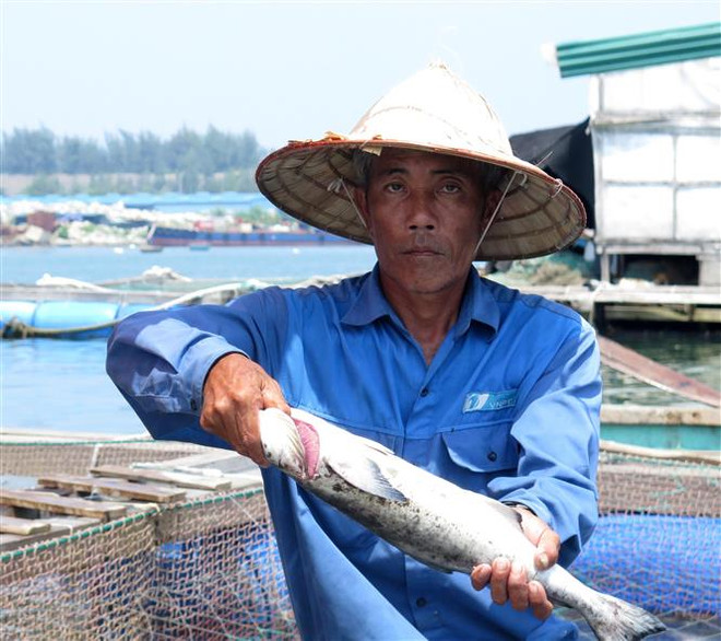 Công bố nguyên nhân cá bớp chết hàng loạt tại Quảng Ngãi ảnh 1