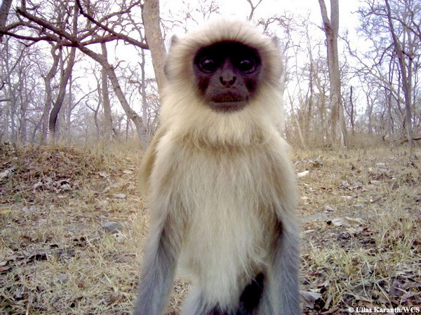 Khoảnh khắc ngộ nghĩnh khi các loài động vật chụp ảnh "tự sướng" ảnh 3