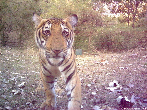 Khoảnh khắc ngộ nghĩnh khi các loài động vật chụp ảnh "tự sướng" ảnh 5