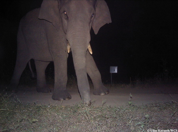 Khoảnh khắc ngộ nghĩnh khi các loài động vật chụp ảnh "tự sướng" ảnh 7