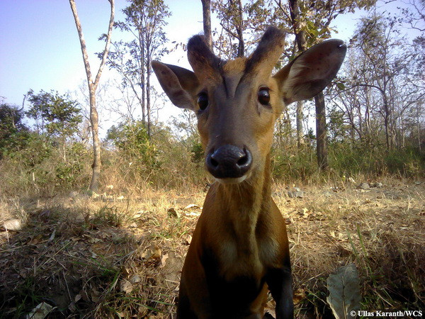 Khoảnh khắc ngộ nghĩnh khi các loài động vật chụp ảnh "tự sướng" ảnh 4