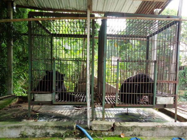 Chuyển giao 3 cá thể gấu ngựa cho Khu du lịch Công viên nước Củ Chi ảnh 1