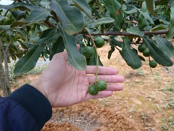 Sơn La có nhiều tiềm năng trồng và phát triển cây mắcca ảnh 1