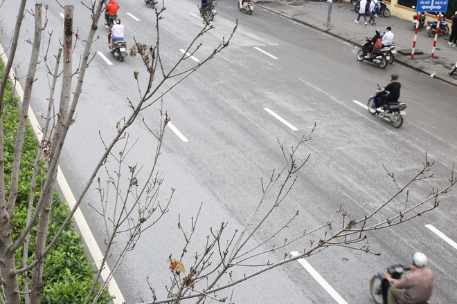 Thay thế cây phong lá đỏ: Tham vấn kỹ để tránh lặp lại sai lầm ảnh 2