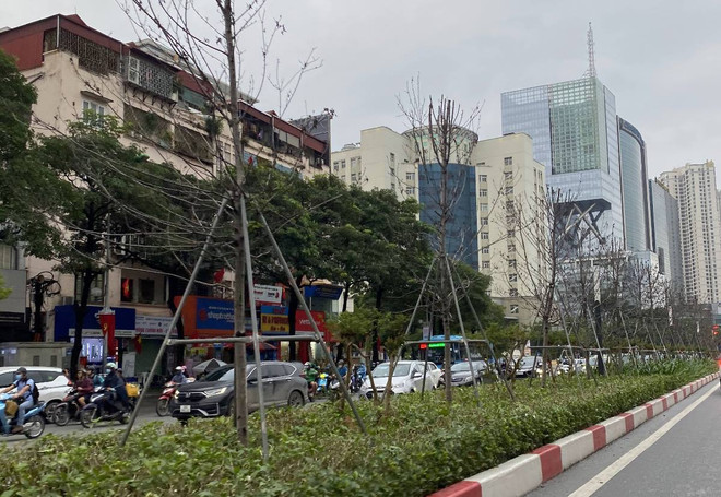 Hàng cây phong lá đỏ sống lay lắt trên tuyến phố Hà Nội. (Ảnh: Hùng Nguyễn/Vietnam+) Thay thế cây phong lá đỏ: Tham vấn kỹ để tránh lặp lại sai lầm ảnh 1