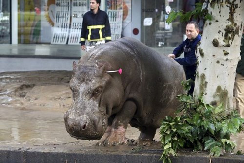 Người dân sợ hãi khi thấy hà mã, gấu, sư tử "lang thang" trên phố ảnh 1