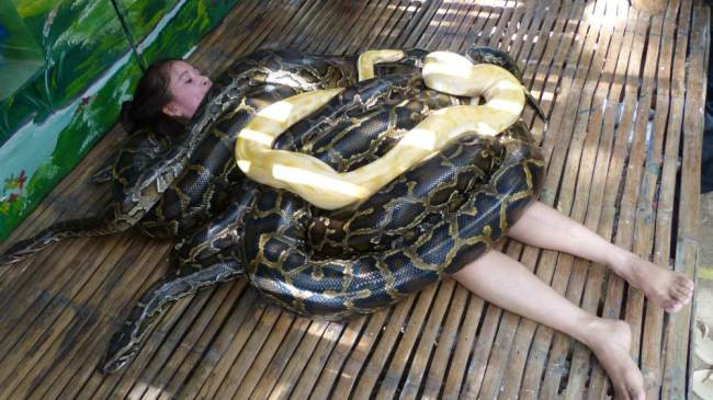 Các con trăn đè lên người du khách để massage. (Nguồn: Caters) Cách massage dị thường với 4 con trăn Miến Điện đè lên người ảnh 1