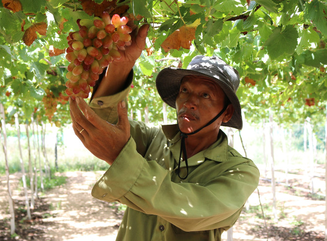 Khan hiếm nguồn cung, nho 'ba màu' Ninh Thuận đắt hàng ảnh 1