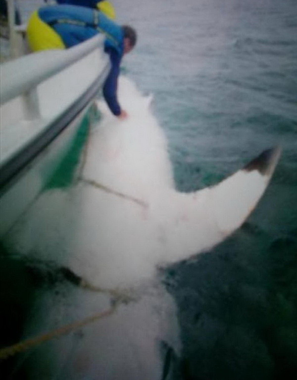 Rợn tóc gáy với cảnh gắn “chip” cho cá mập trắng khổng lồ ảnh 1